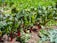 A lush green vegetable garden with vibrant red stems and rich green leaves, growing in neat rows on rich, brown soil. The plants appear healthy and well-tended, soaking in ample sunlight, with the backdrop of a bright and lively garden setting.