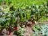 A lush green vegetable garden with vibrant red stems and rich green leaves, growing in neat rows on rich, brown soil. The plants appear healthy and well-tended, soaking in ample sunlight, with the backdrop of a bright and lively garden setting.