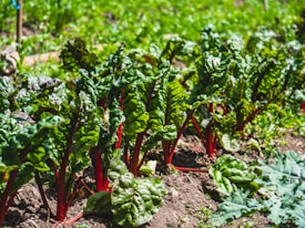A lush green vegetable garden with vibrant red stems and rich green leaves, growing in neat rows on rich, brown soil. The plants appear healthy and well-tended, soaking in ample sunlight, with the backdrop of a bright and lively garden setting.