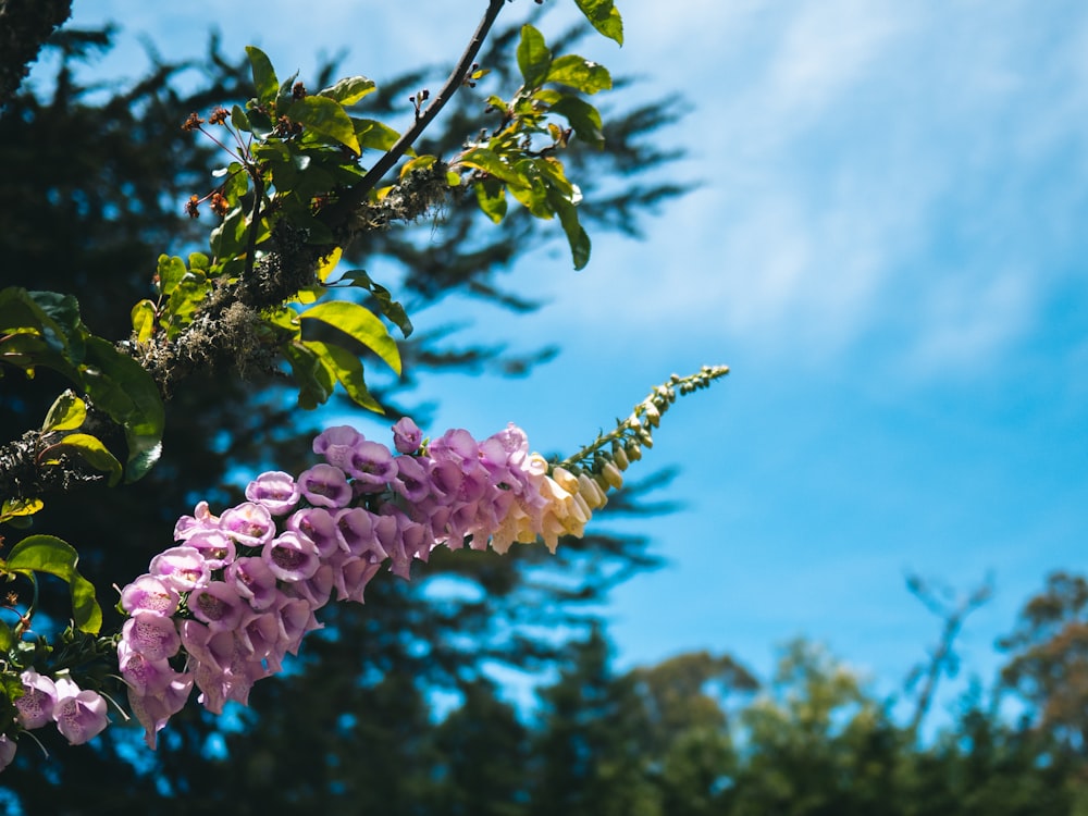 pink and yellow flower bloom at daytime