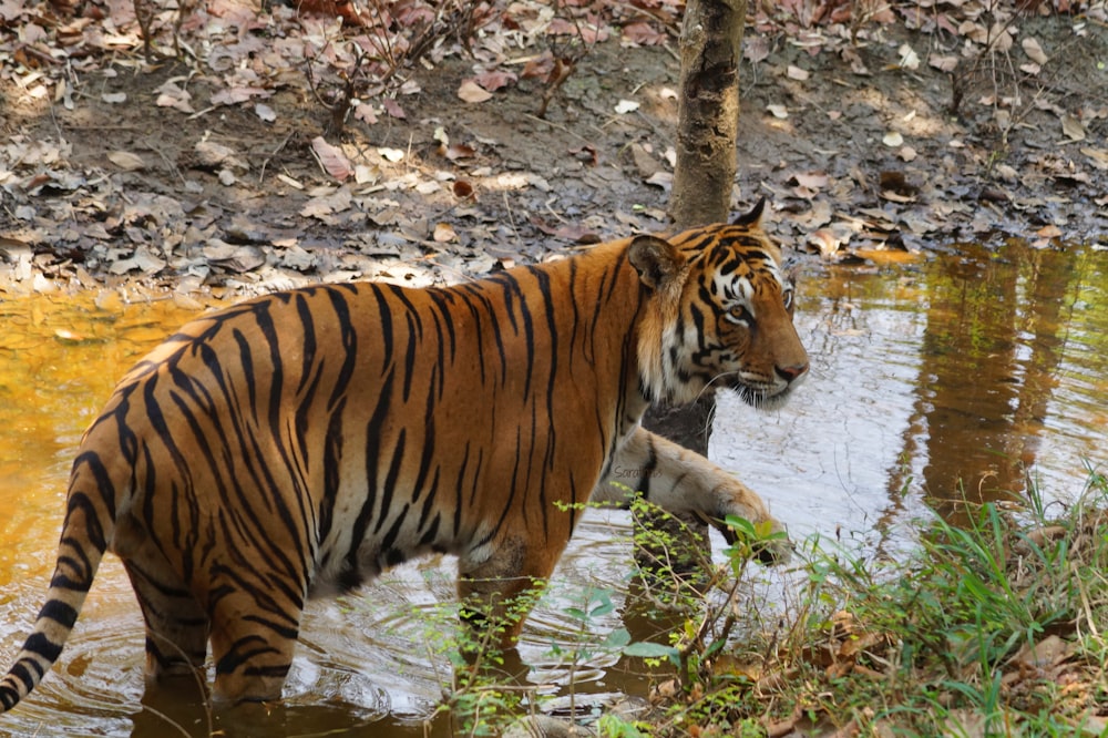 a tiger is standing in a body of water