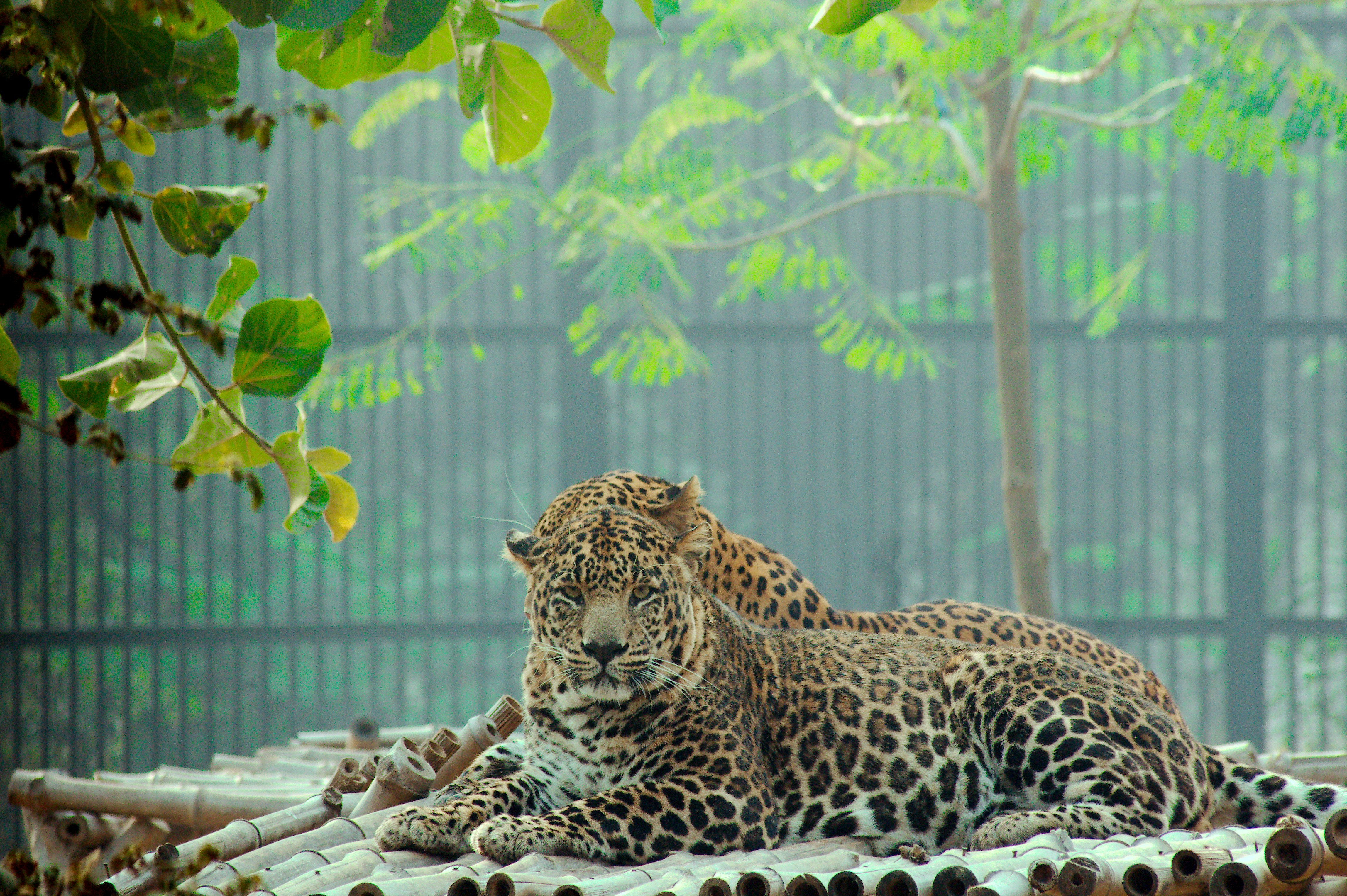 Indian Leopard