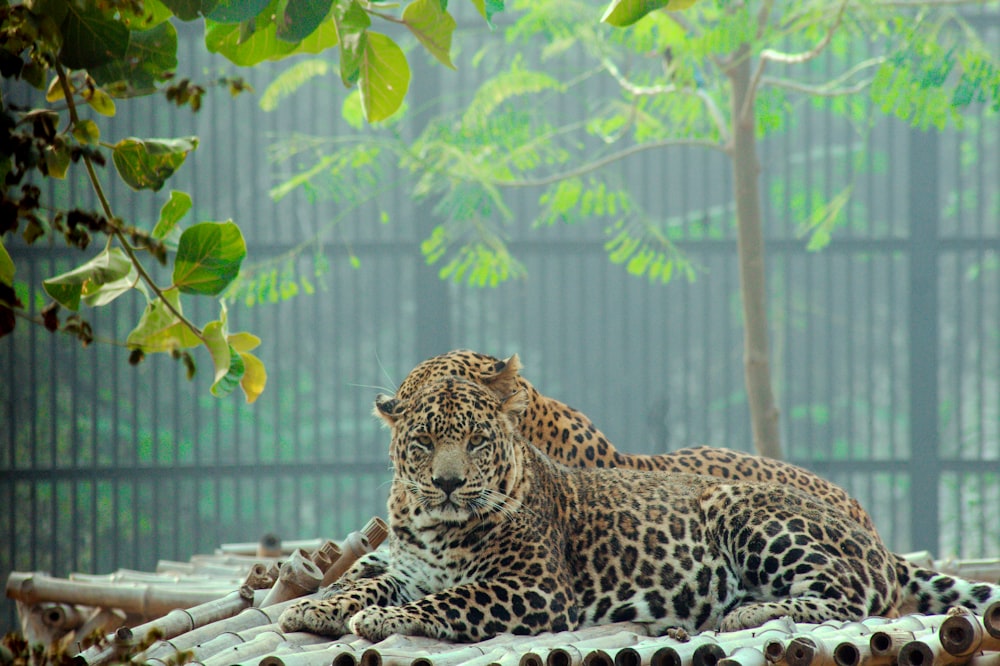 two leopards lying on bamboo at daytime