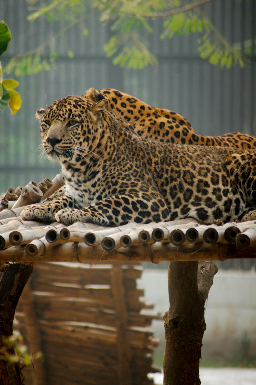 leopard on bamboo dock