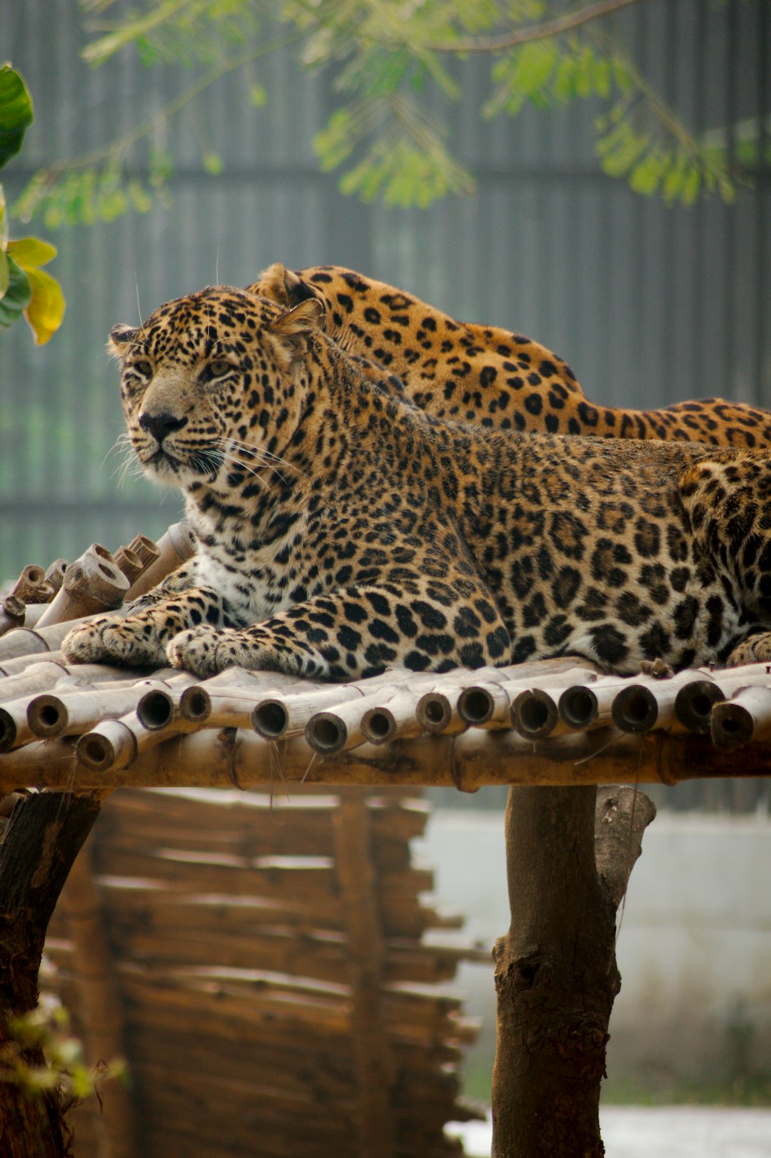 Wildlife photo spot Chandigarh Rajpura