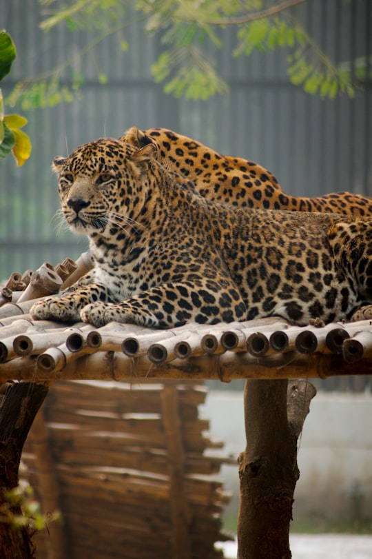 leopard on bamboo dock in Chandigarh India