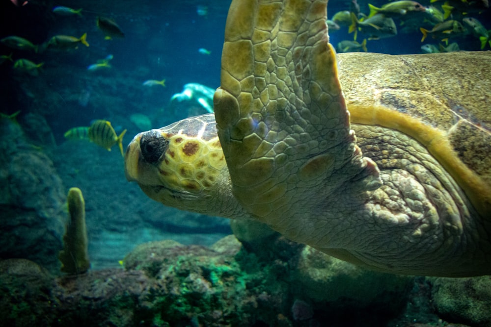 sea turtle swim under water