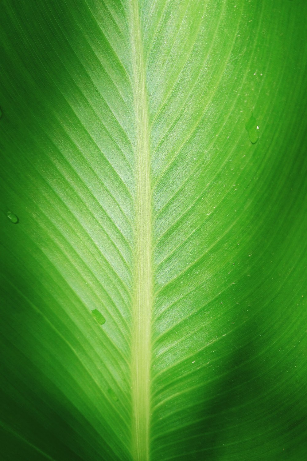 water drop on green leaf