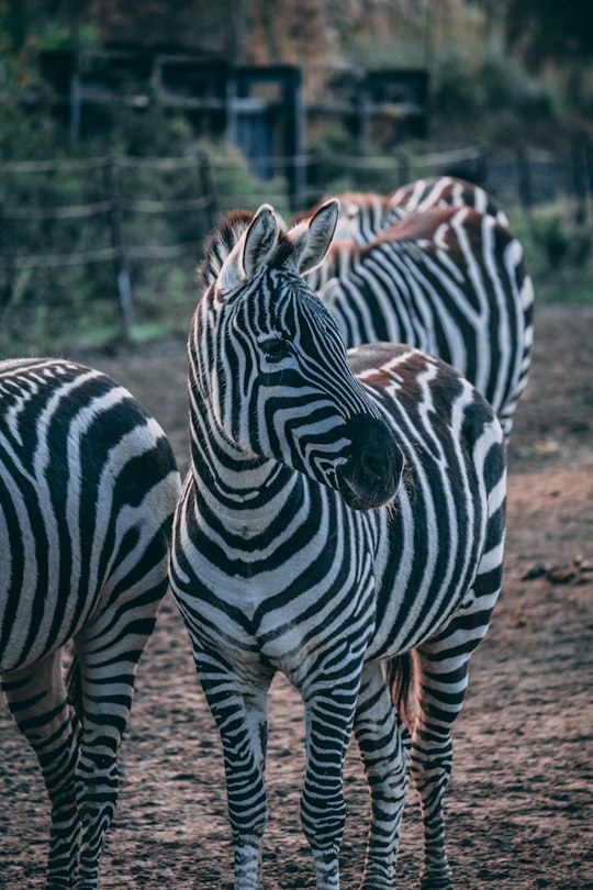 photo of zebra during daytime in Dublin Zoo Ireland