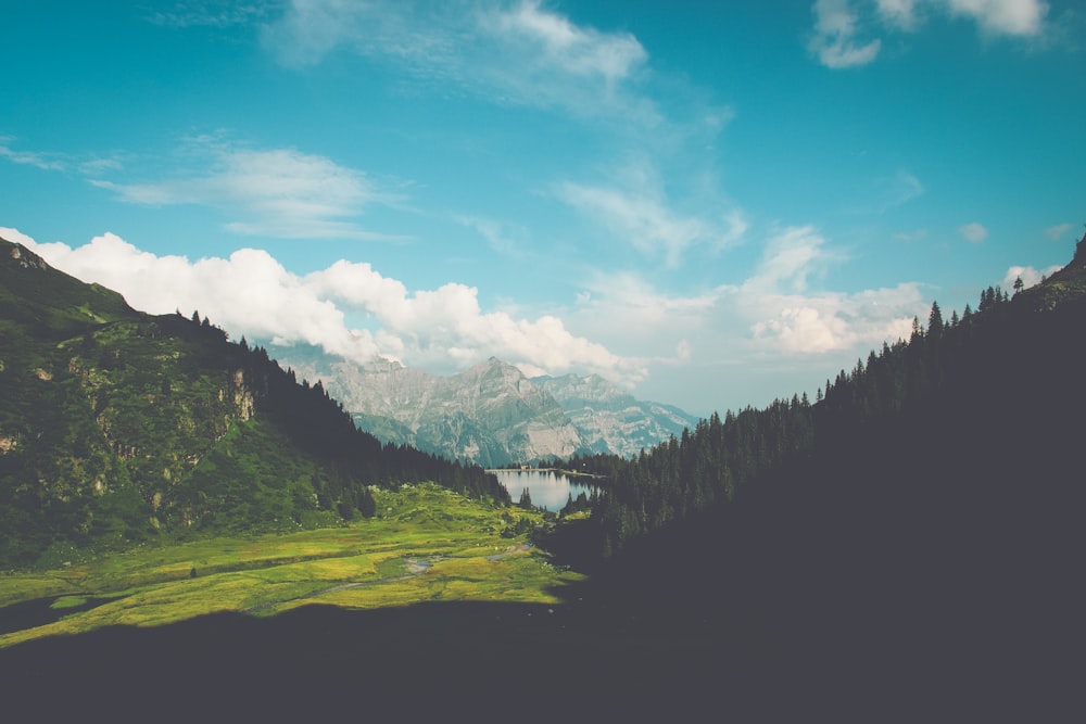 aerial photography of trees on mountain