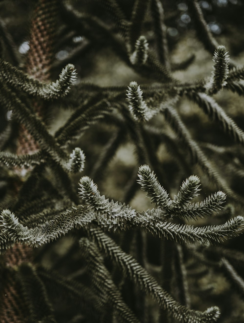 closeup photography of pine trees at