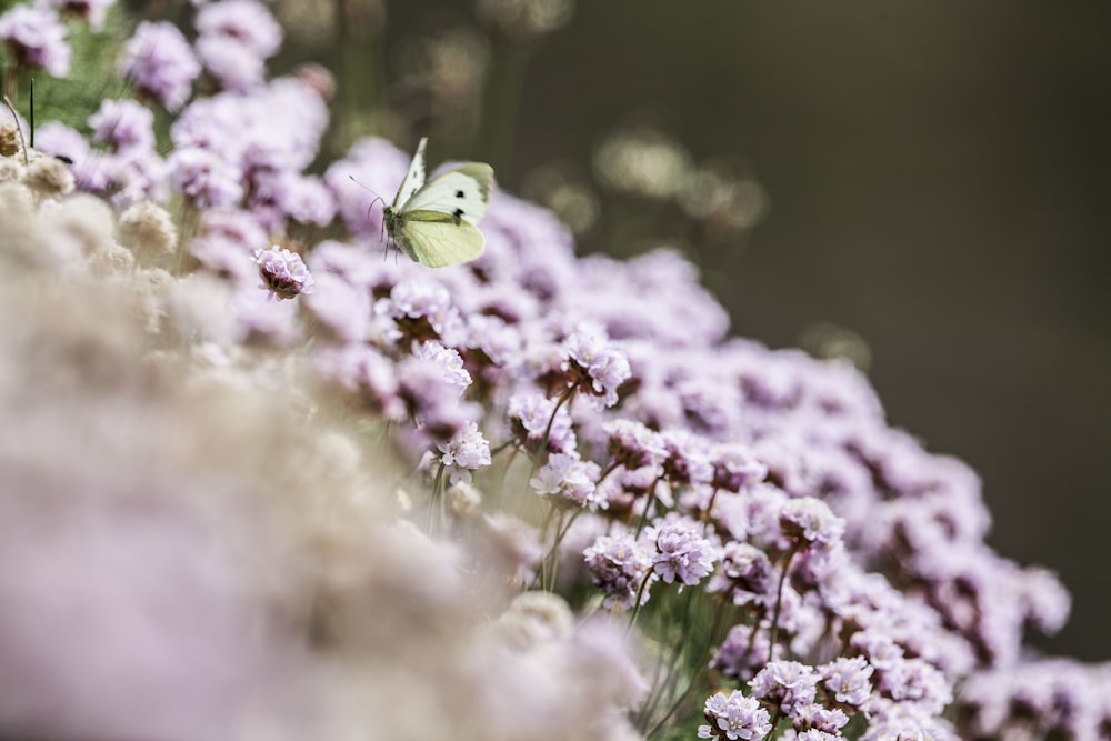 photo of butterfly over pink flowers