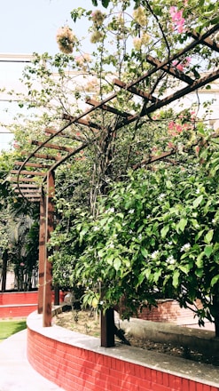 A vibrant garden with sprinklers watering lush plants beside a newly built wooden pergola.