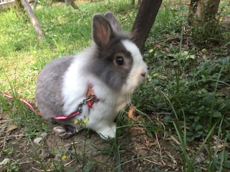 A small, fluffy rabbit with white and grey fur is sitting on the ground amid green grass and small yellow flowers. The rabbit is wearing a red harness and leash, suggesting it is a pet being taken outdoors. The environment appears to be a garden or a natural setting with wooden fences and a variety of plants.
