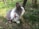 A small, fluffy rabbit with white and grey fur is sitting on the ground amid green grass and small yellow flowers. The rabbit is wearing a red harness and leash, suggesting it is a pet being taken outdoors. The environment appears to be a garden or a natural setting with wooden fences and a variety of plants.