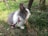 A small, fluffy rabbit with white and grey fur is sitting on the ground amid green grass and small yellow flowers. The rabbit is wearing a red harness and leash, suggesting it is a pet being taken outdoors. The environment appears to be a garden or a natural setting with wooden fences and a variety of plants.