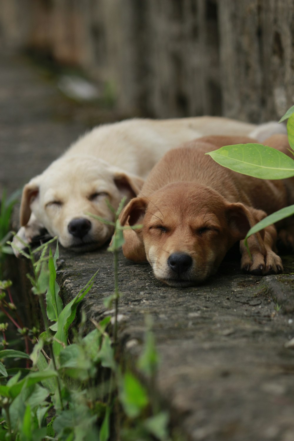 a couple of dogs laying next to each other