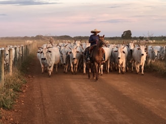 A herd of white cattle is being guided down a dirt road by a person riding a brown horse. The rider is wearing a wide-brimmed hat, and the setting is rural with fenced fields on both sides of the road. The sky is overcast with soft pink and gray hues.
