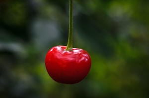 樱花口味