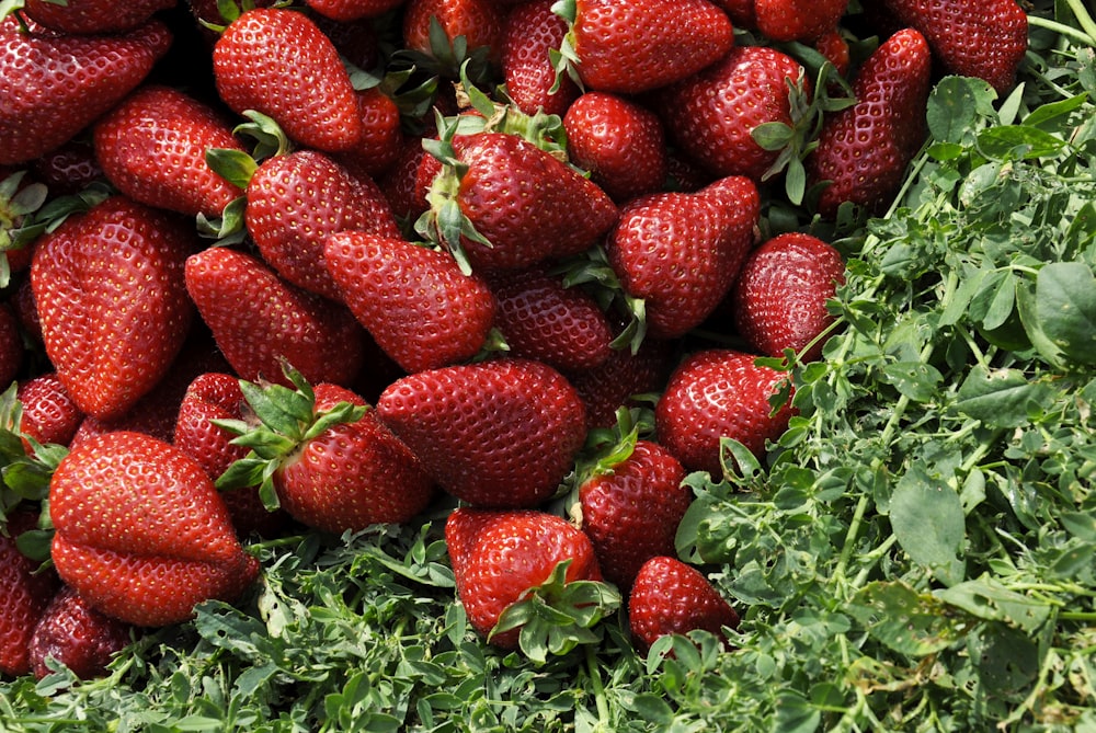 red strawberries on grass field