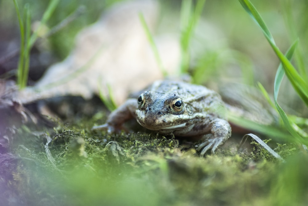 selective focus photography of gray frog