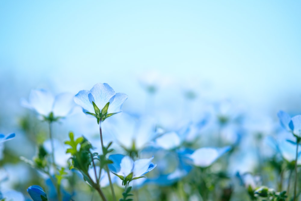 꽃이 만발한 푸른 꽃잎 꽃의 근접 촬영 사진