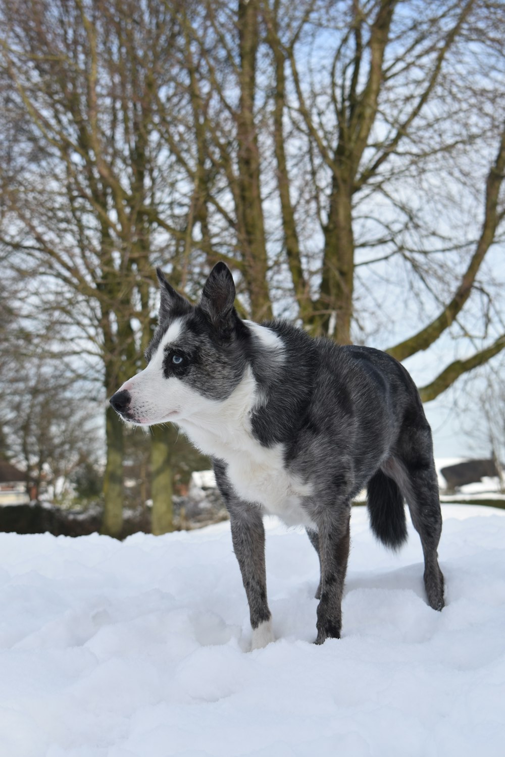 schwarzer und weißer Hund, der auf Schnee steht