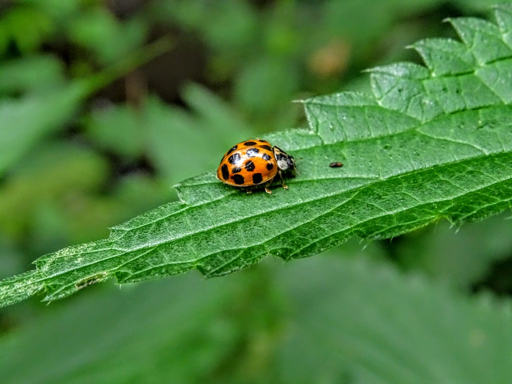 緑の葉にオレンジと黒の虫