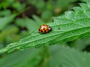 一个bug的生命周期