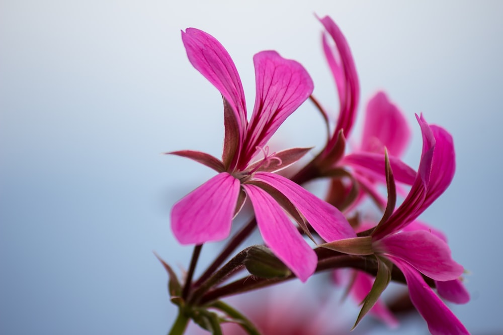 pink geranium flowers in bloom close-up photo