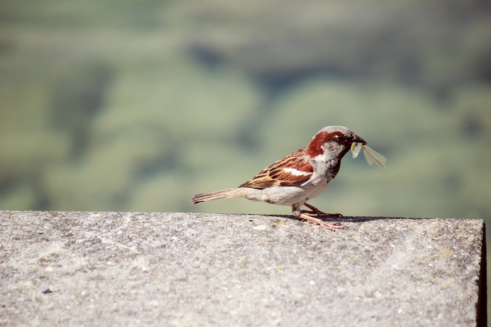 Un pájaro pequeño con un trozo de comida en la boca