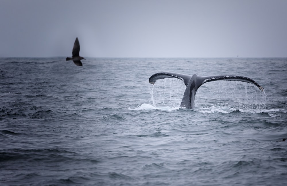 grayscale photography of dolphin tail above body of water