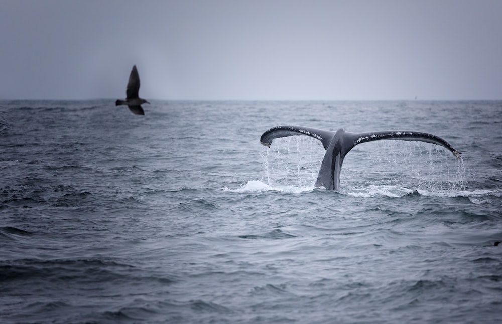 Fotografía en escala de grises de la cola del delfín sobre el cuerpo de agua