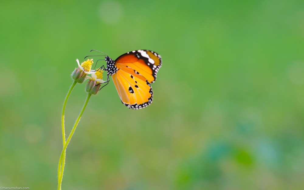 selective focus photography of butterfly on flower