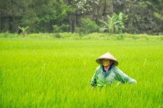 A person wearing a traditional conical hat and a green raincoat stands amidst a lush, vibrant green rice field. Dense green foliage and rocky cliffs in the background add depth to the natural setting.