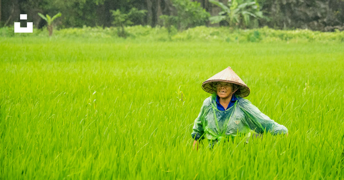 Woman wearing conical hat walking toward rice field photo – Free Rice ...