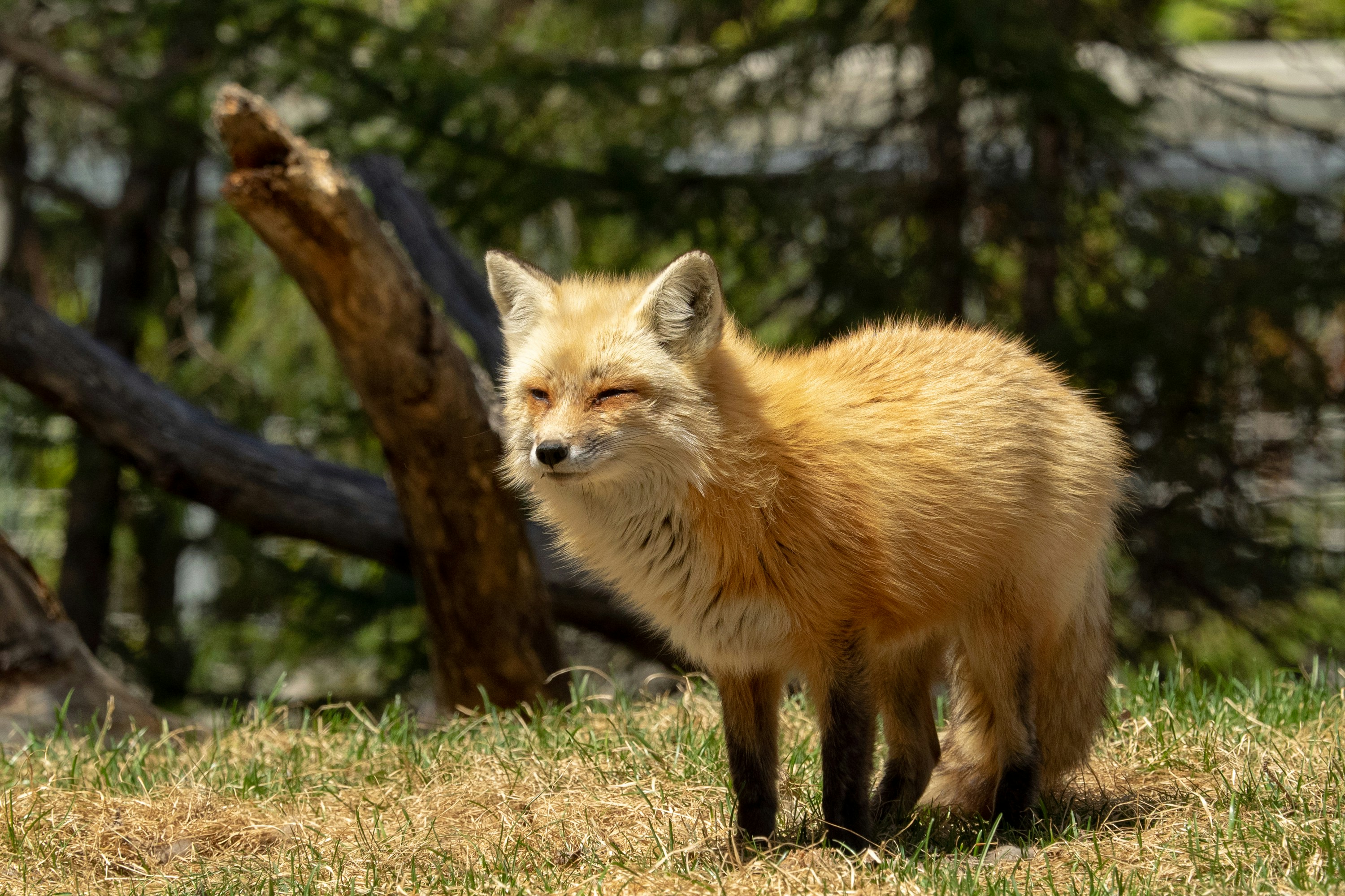 Fox at zoo