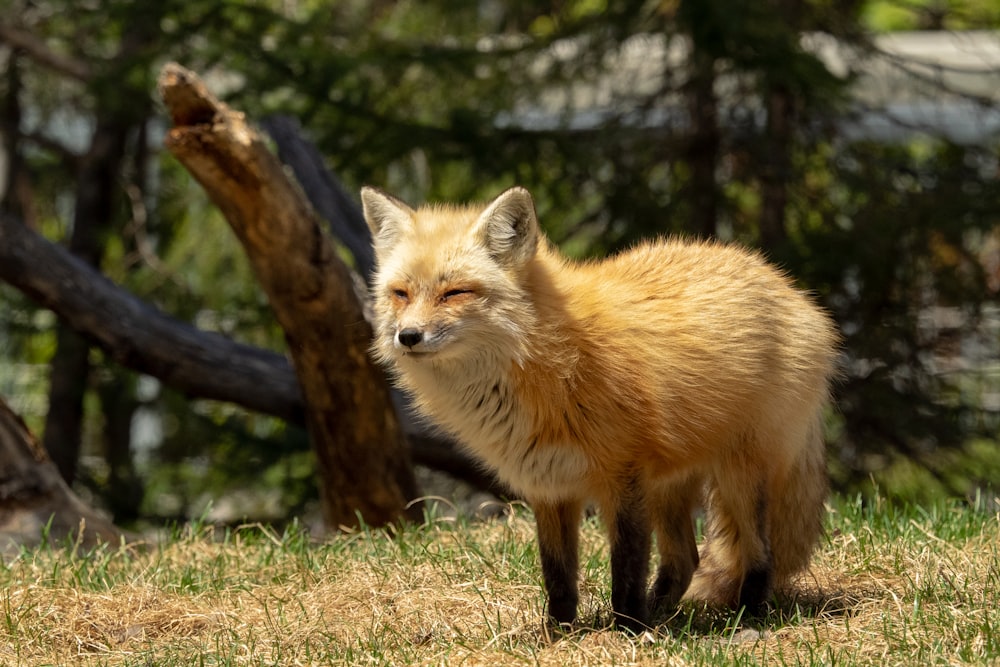brown fox on grass field