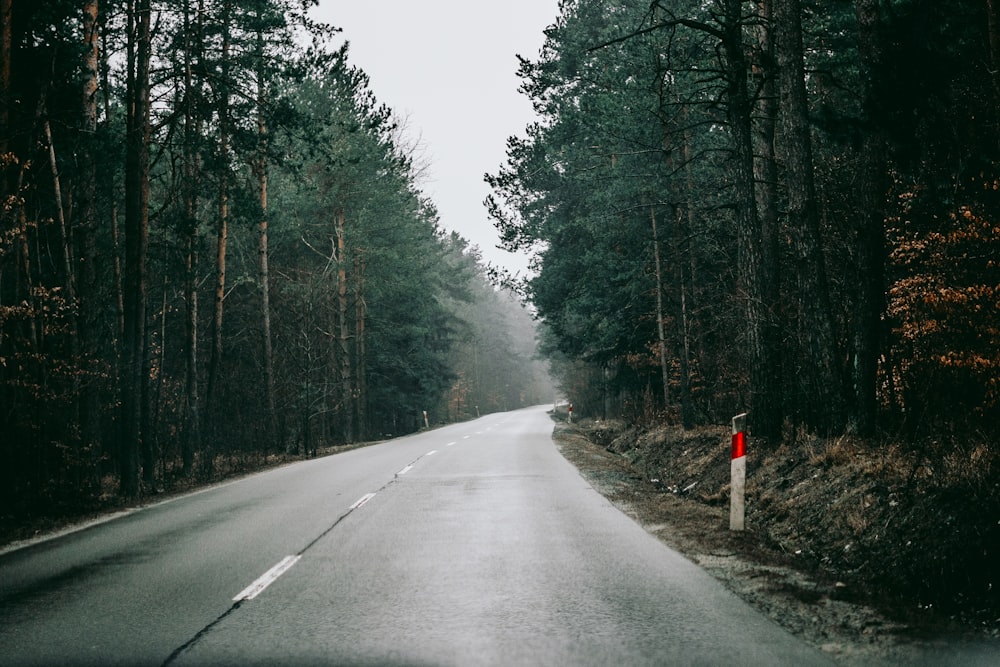 route en béton gris vide entre les arbres