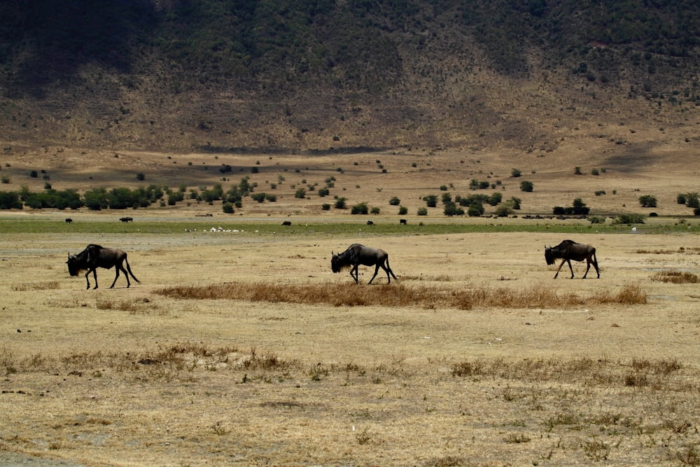 three buffalo walking in deserts