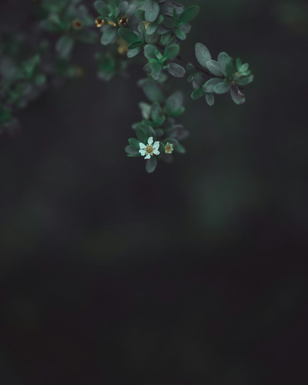 fotografia de foco seletivo de flor de pétala branca