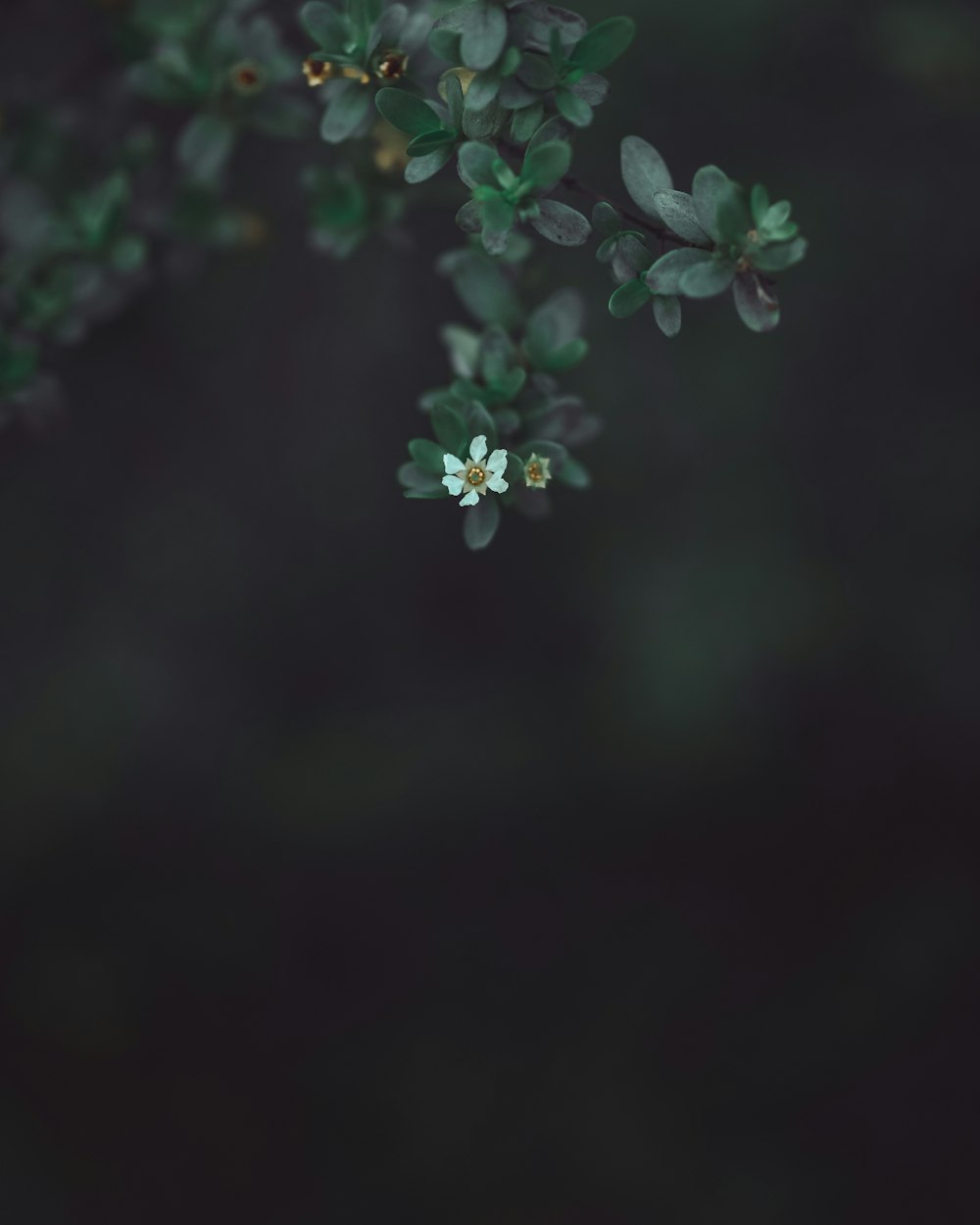 Fotografía de enfoque selectivo de flor de pétalos blancos