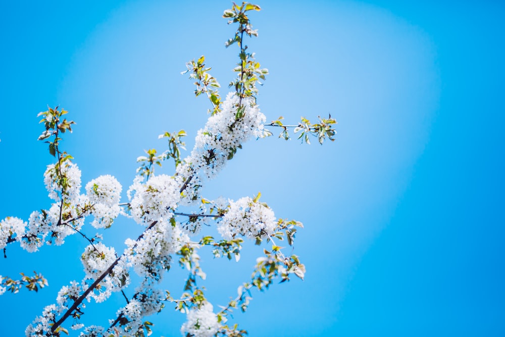 closeup photography of white petaled flowers during daytime