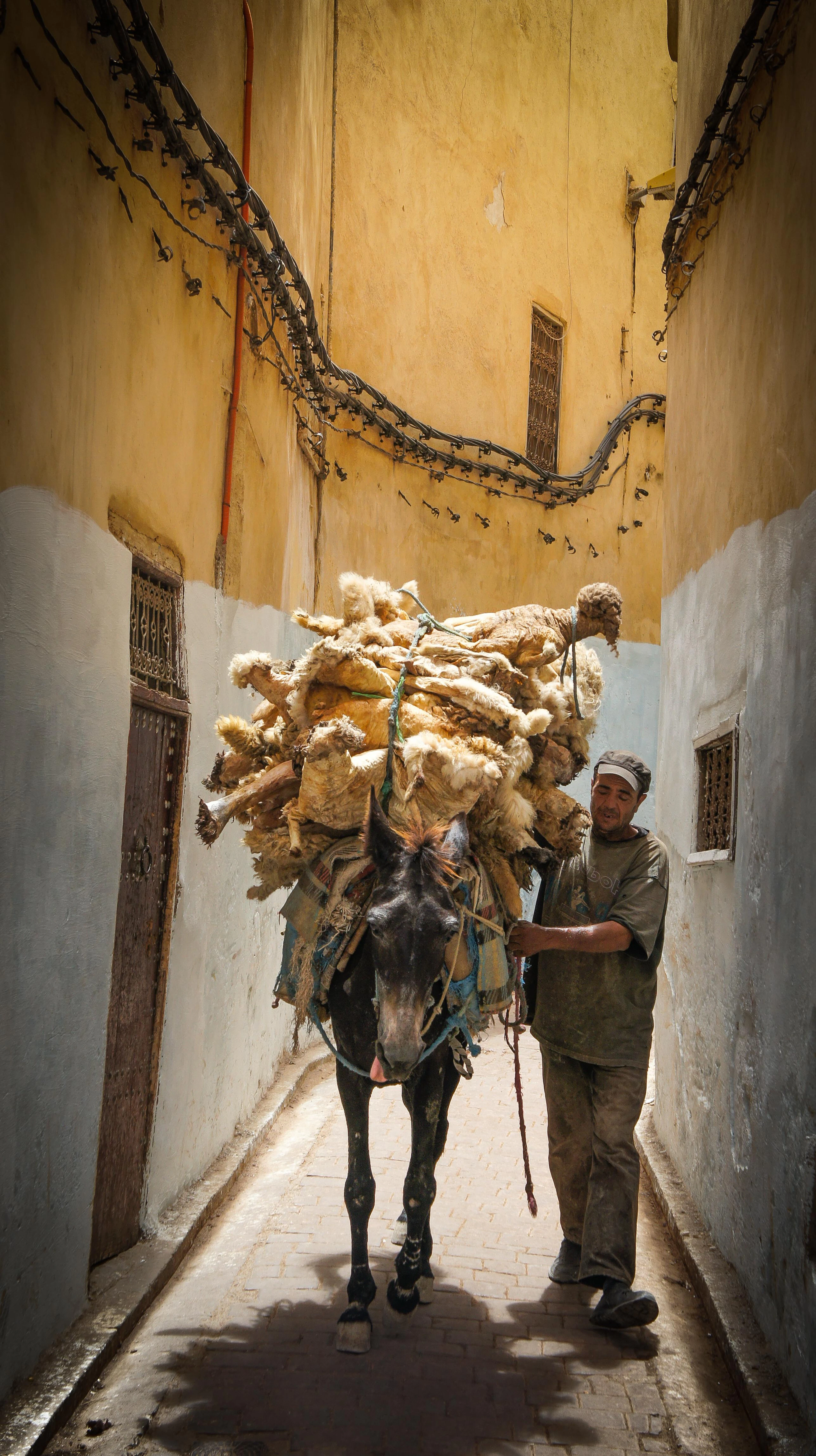 A man leading a mule piled high with sheepskins down a narrow yellow-and-white walled lane in the Fez medina