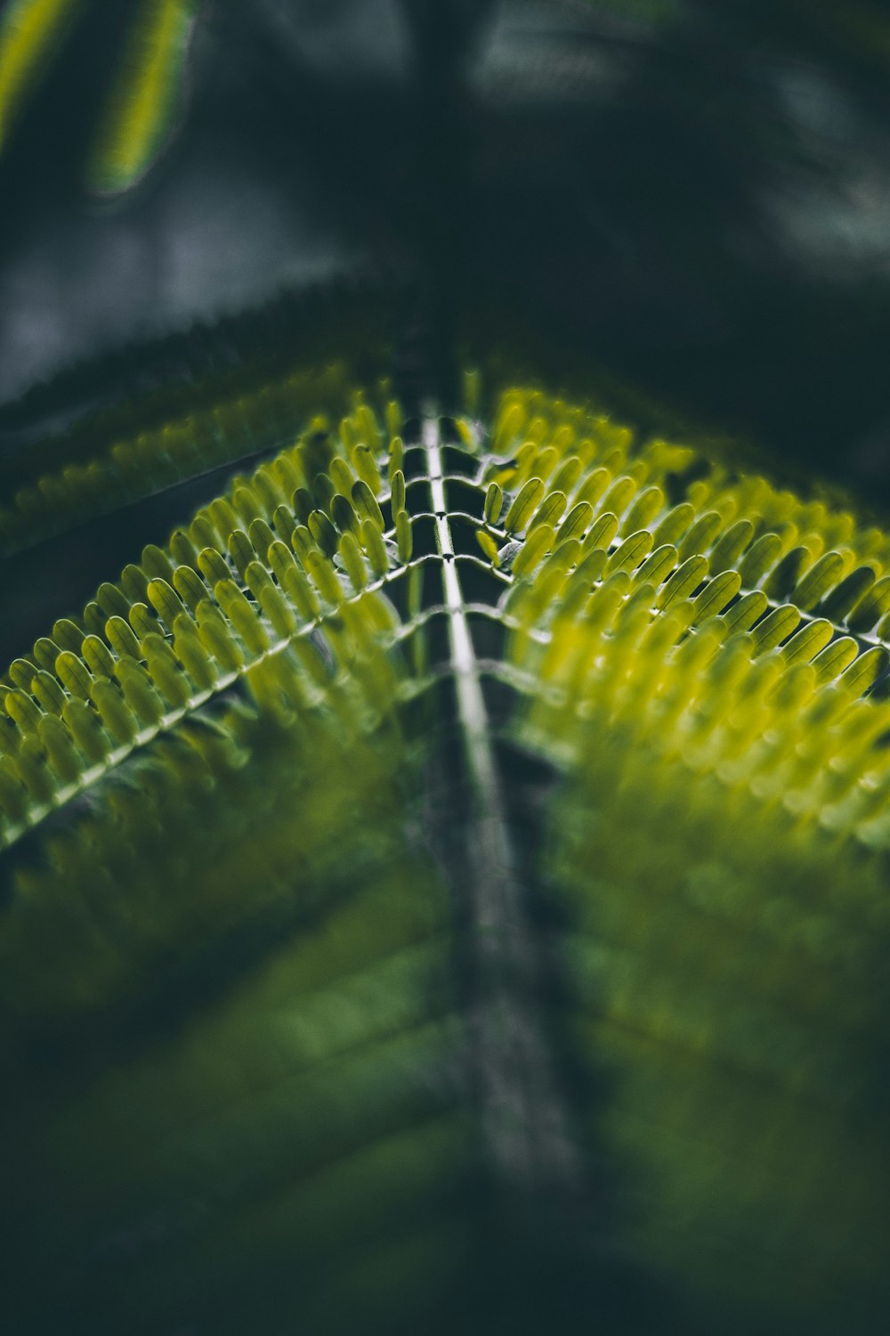 green leaves in closeup shot
