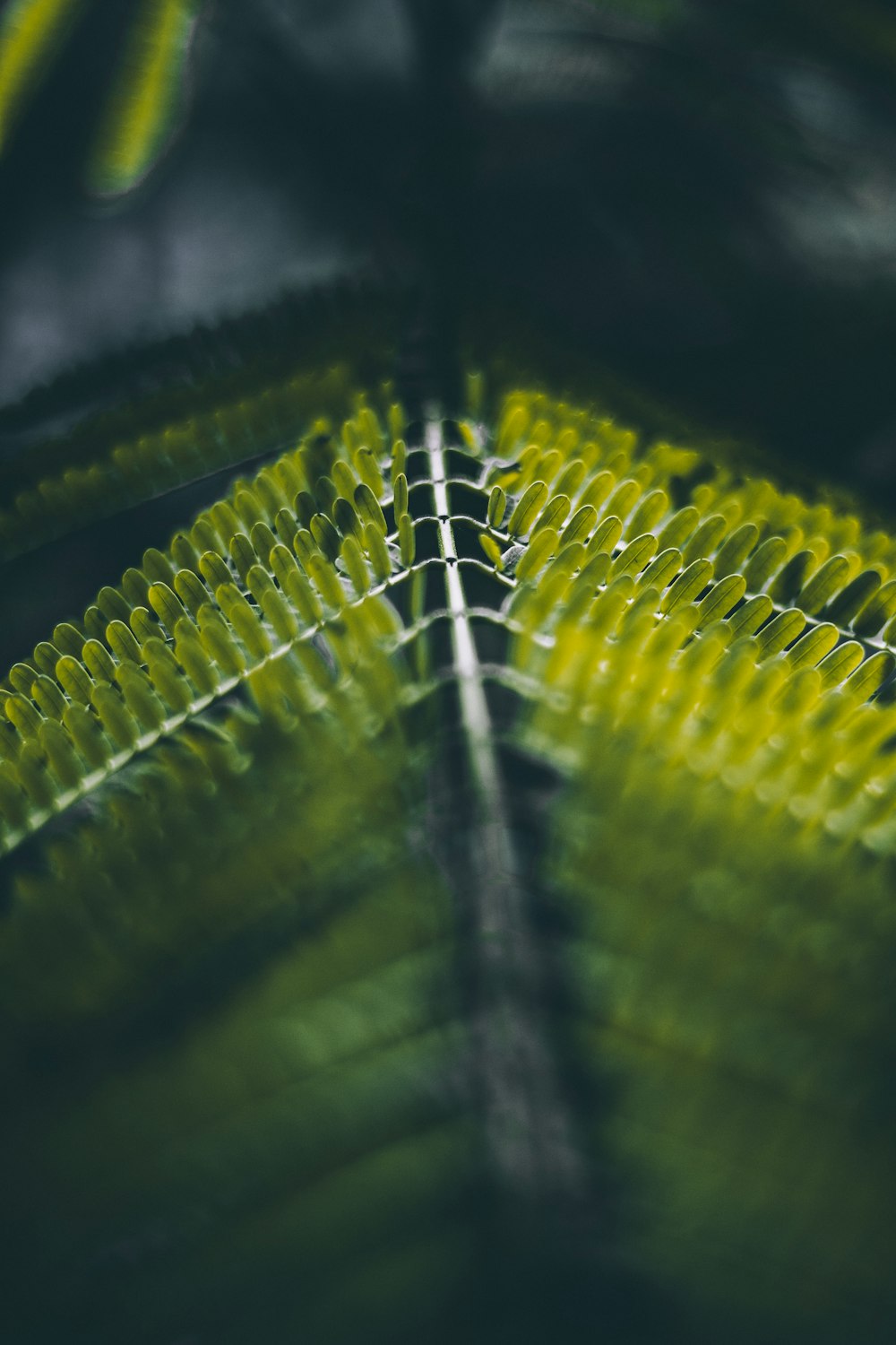 hojas verdes en primer plano