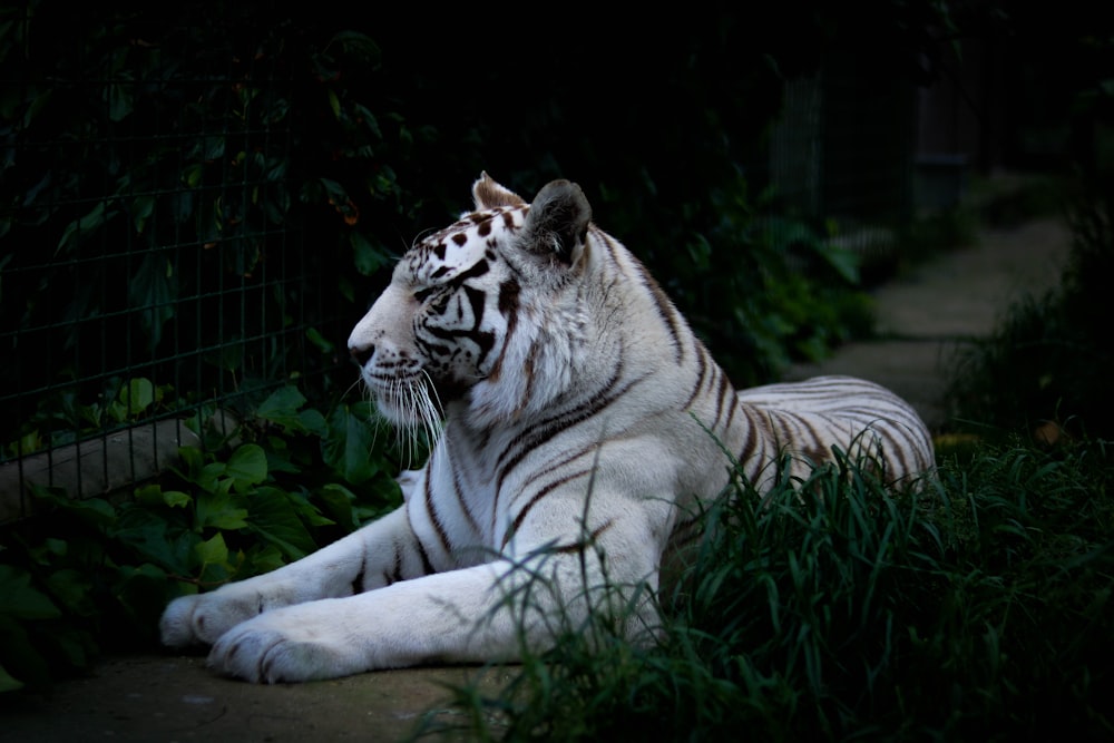 tigre blanco acostado en la hierba