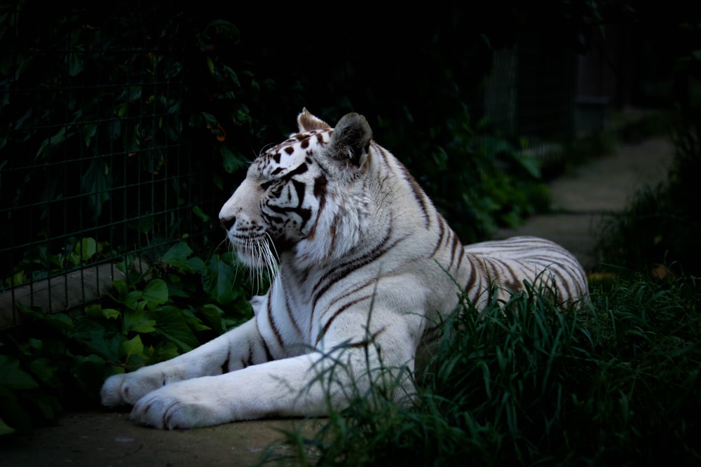 white tiger lying on grass