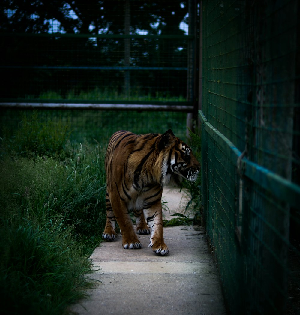Tiger standing beside wall