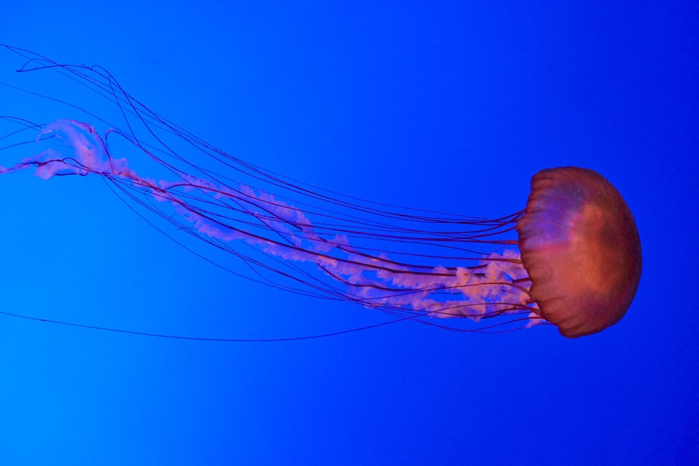 meduse galleggianti